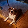 dog, indoor, carpet, wooden_floor, brown, white, pet, animal, resting, floor, furniture, table_leg, shoe, cozy, light, house, room, looking_up, companion, domestic