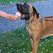 Sassafras is registered to the contest to win money with this photo: dog, ice_cream, cone, grass, person, hand, leash, collar, outdoor, pet, animal, brown_dog, summer, treat, happy, canine, nature, grass_field, ground, path