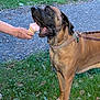 dog, ice_cream, cone, grass, person, hand, leash, collar, outdoor, pet, animal, brown_dog, summer, treat, happy, canine, nature, grass_field, ground, path