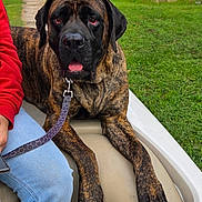 Ginger Snap joined the competition — help win amazing prizes! dog, brindle, large_dog, pet, leash, person, jeans, sweatshirt, red_clothing, green_grass, yard, house, outdoor, daylight, sidewalk, relaxed, animal, canine, paw, nail