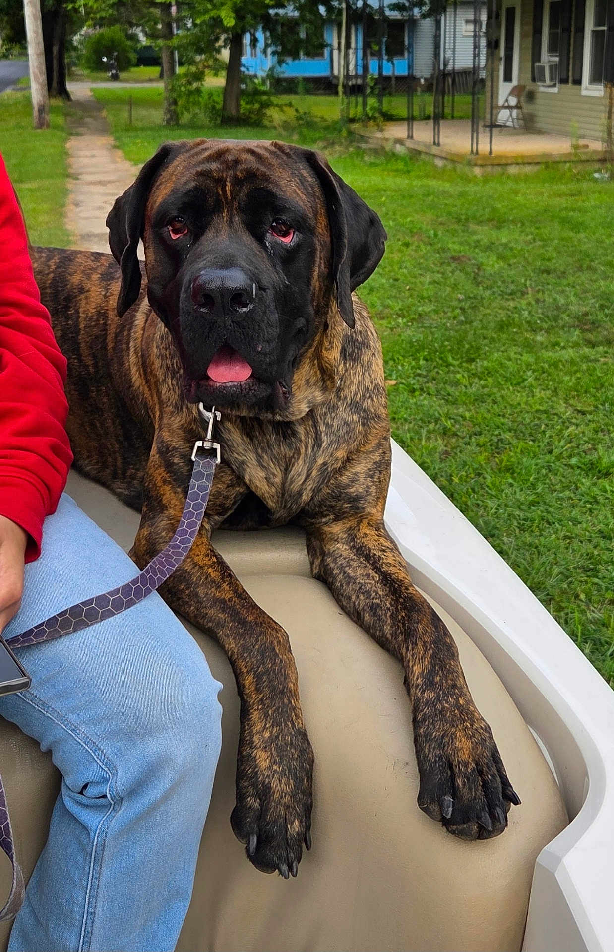 Ginger Snap joined the competition — help win amazing prizes! dog, brindle, large_dog, pet, leash, person, jeans, sweatshirt, red_clothing, green_grass, yard, house, outdoor, daylight, sidewalk, relaxed, animal, canine, paw, nail