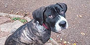 Nahla is registered to the contest to win money with this photo: dog, puppy, brindle, outdoor, path, stone, pet, animal, canine, sitting, looking_up, collar, white_paws, fur, ears, nose, cute, young, leash, nature