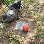 Nahla is registered to the contest to win money with this photo: puppy, dog, grass, dirt, leash, orange_ball, outdoor, pet, animal, curious, brown, black, young_dog, nature, playful, ground, leaf, sunlight, canine, resting