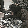 puppy, dog, brindle, blanket, indoor, floor, person, footwear, shoe, carpet, resting, cute, pet, cozy, animal, young, comfort, furniture, pattern, relaxing