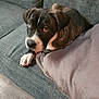 Nahla joined the competition — help win amazing prizes! puppy, dog, couch, indoor, pet, brown, white, black, fur, ears, pillow, resting, looking, floor, cute, animal, young, snout, living_room, relaxed