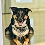 dog, pet, indoor, wooden_floor, lying_down, front_paws, tongue_out, brown_black_fur, ears, eyes, portrait, canine, smile, house, background_window, doorway, floor_reflection, close_up, domestic, companion