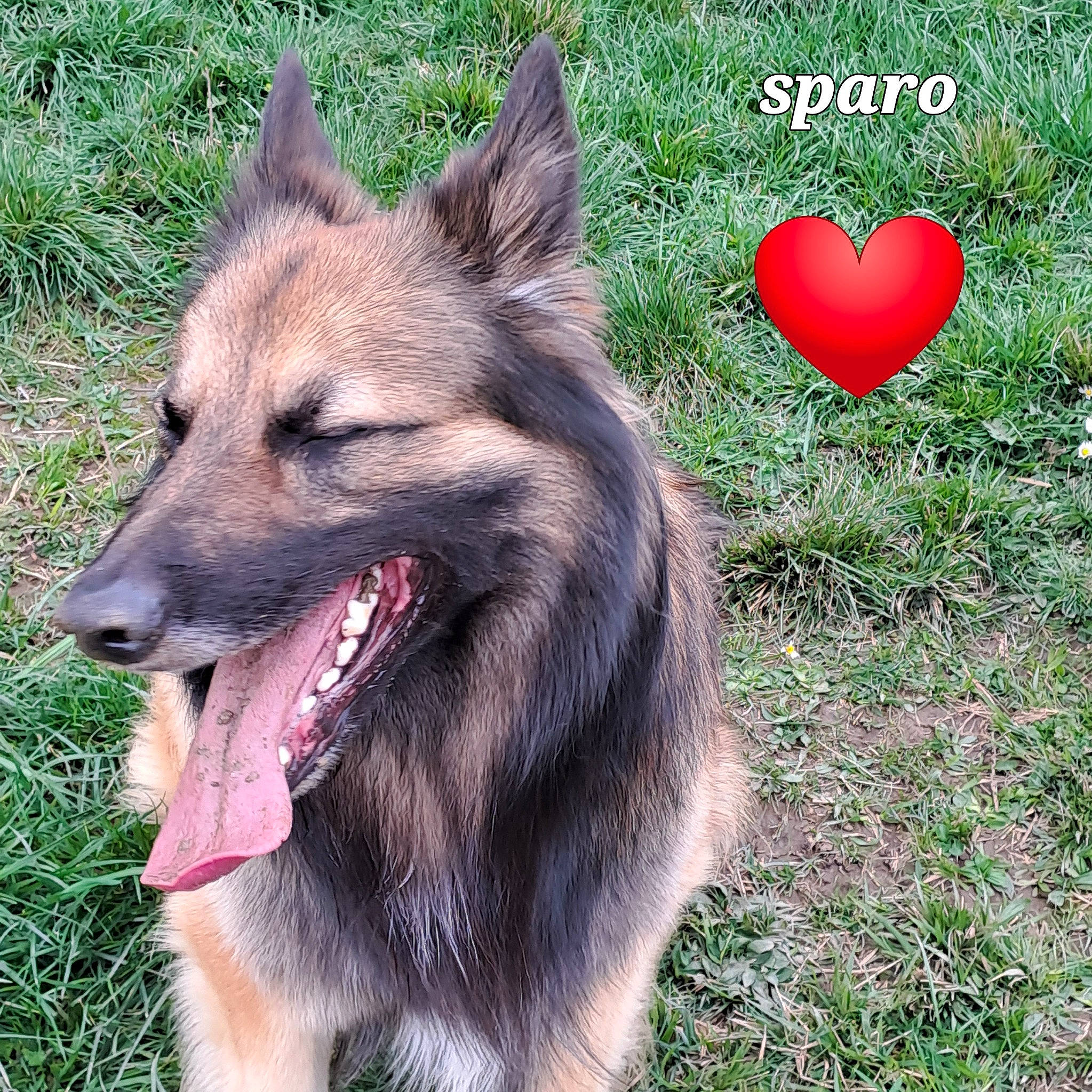 Sparo