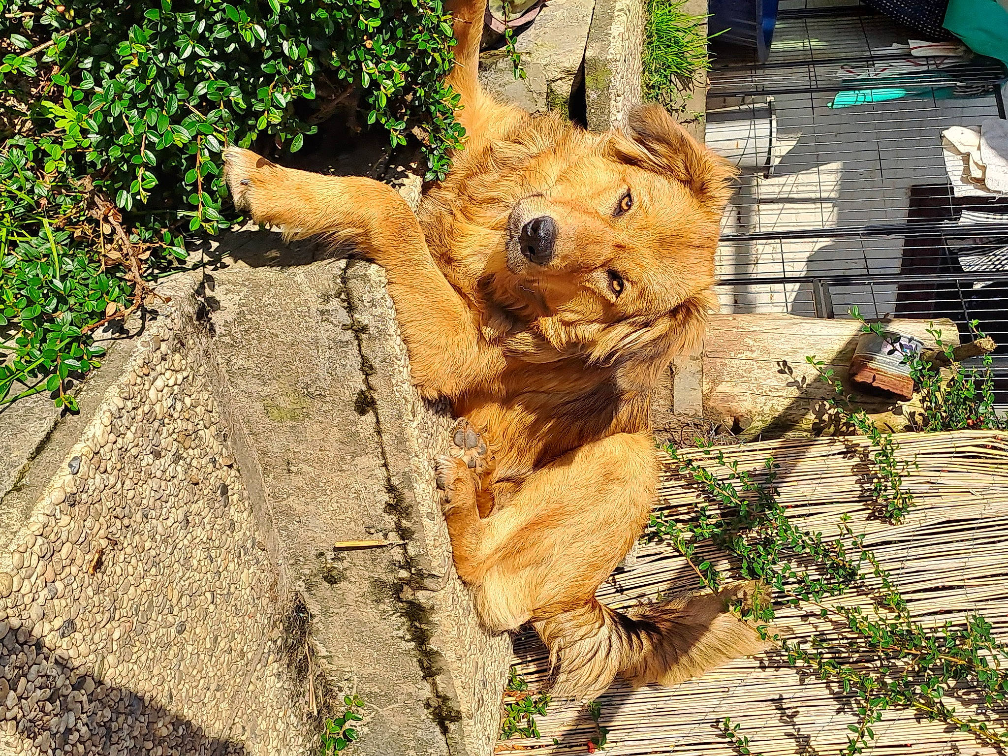 Seven participe au concours pour gagner de l'argent avec cette photo : art, big_cats, brown_bear, carnivore, companion_dog, dog, dog_breed, fawn, felidae, fur, grass, lion, plant, sculpture, snout, soil, terrestrial_animal, trunk, wildlife, wood