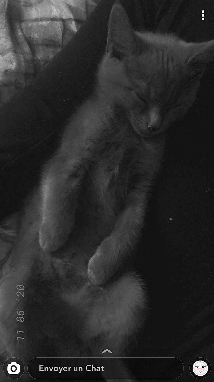 Pookie participe au concours pour gagner de l'argent avec cette photo : carnivore, cat, darkness, domestic_short_haired_cat, felidae, fur, gesture, grey, monochrome, monochrome_photography, paw, shadow, small_to_medium_sized_cats, snout, still_life_photography, tail, whiskers