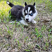 Honey joined the competition — help win amazing prizes! puppy, dog, husky, blue_eyes, grass, outdoor, animal, young, cute, pet, nature, fur, black_and_white, lying_down, playful, small, adorable, canine, eyes, alert