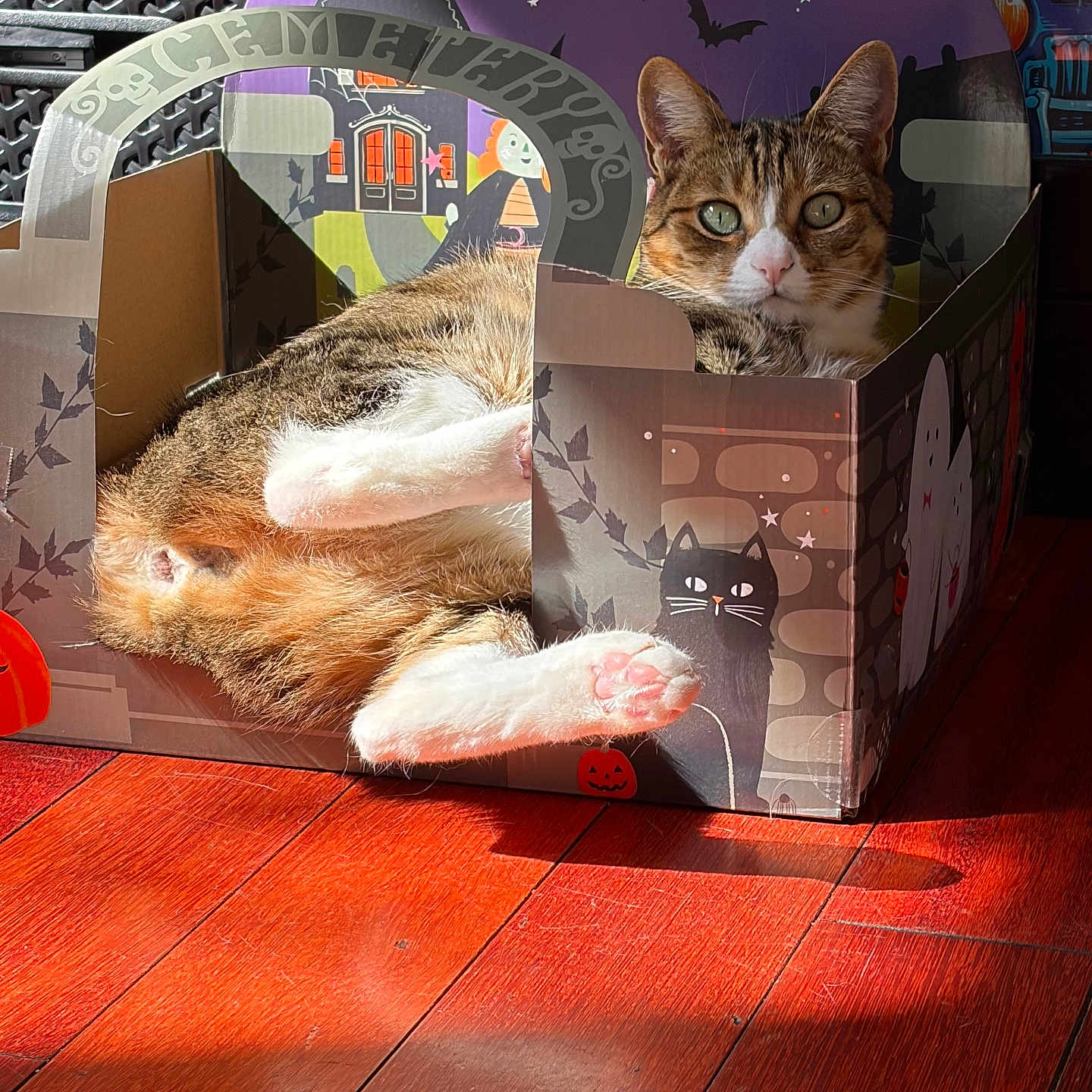 Sugaree joined the competition — help win amazing prizes! animal, bat, box, cardboard_box, cat, cozy, cute, decor, feline, ghost, halloween, holiday, holiday_decoration, indoors, pet, pumpkin, relaxed, sunlight, tabby, wooden_floor