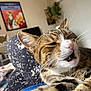 cat, tabby_cat, close_up, indoor, pet, feline, whiskers, fur, mouth_open, fang, bed, blanket, quilt, wall_art, television, relaxing, resting, comfort, home, cozy