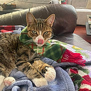 Sugaree is registered to the contest to win money with this photo: cat, tabby_cat, scarf, blanket, couch, indoor, pet, fur, paws, tongue, resting, cozy, living_room, furniture, window, holiday_theme, relaxed, cute, animal, domestic