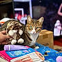 Sugaree is registered to the contest to win money with this photo: cat, tabby, plush_toy, hand, beauty_products, book, table, blurred_background, cardboard_box, television, indoor, curious, green_eyes, striped_fur, white_paws, sitting, household_items, blue_blanket, pink_tube, packaging