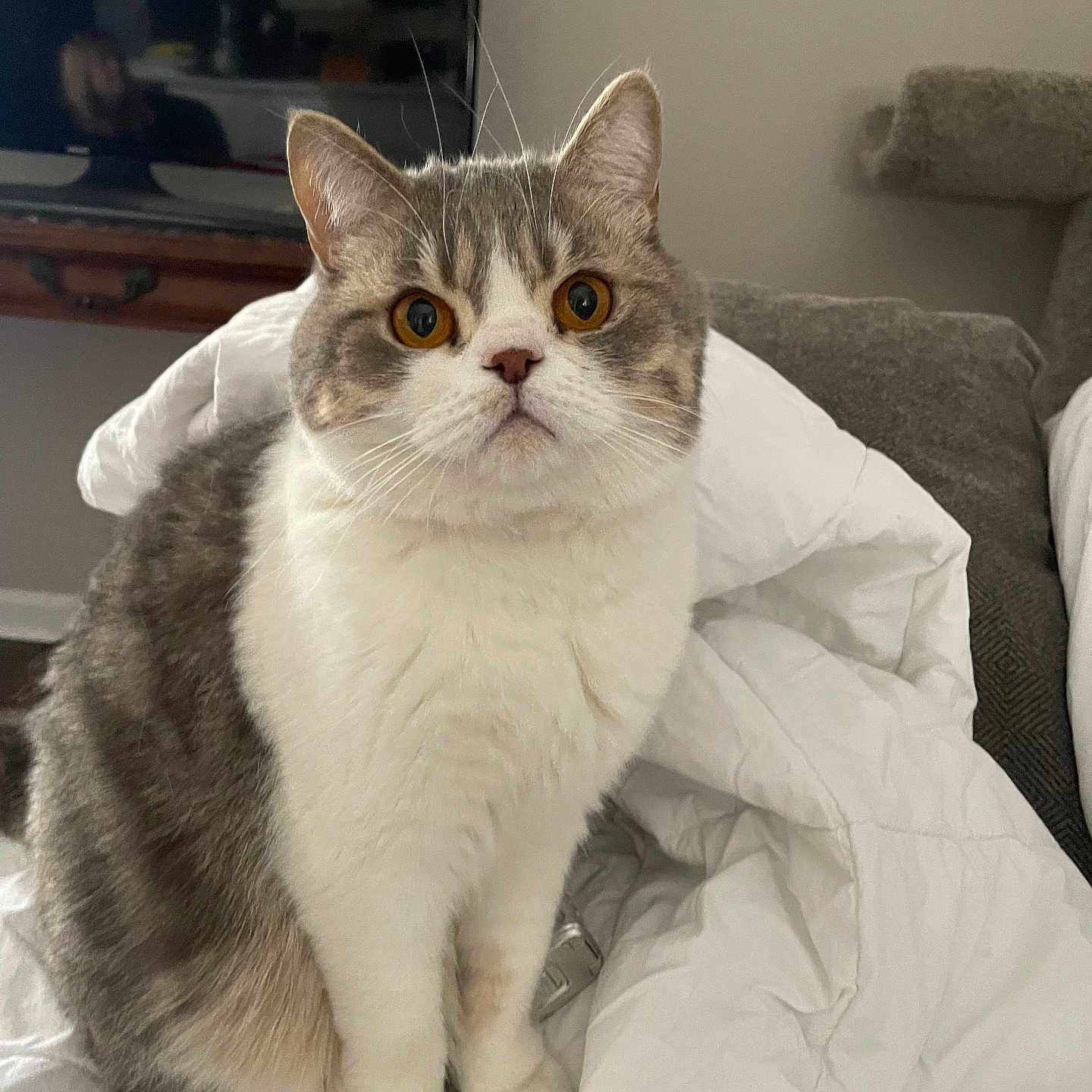 Mr Rupert joined the competition — help win amazing prizes! animal, cat, comforter, couch, curious, domestic_cat, ears, face, feline, fluffy, fur, gray, home, indoor, living_room, orange_eyes, pet, sitting, whiskers, white