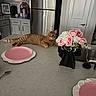 Louis is registered to the contest to win money with this photo: bouquet, cabinet, cat, countertop, decor, domestic_cat, door, flower_vase, flowers, household, indoor, kitchen, modern_interior, orange_tabby, pink_plates, relaxed_cat, sink, spoon, stainless_steel_refrigerator, tableware