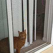 Louis joined the competition — help win amazing prizes! carpet, cat, curious, domestic_cat, door_frame, feline, floor, home, indoor, light, looking_outside, orange_tabby, pet, quiet, reflection, screen_door, shadow, sliding_door, vertical_blinds, window