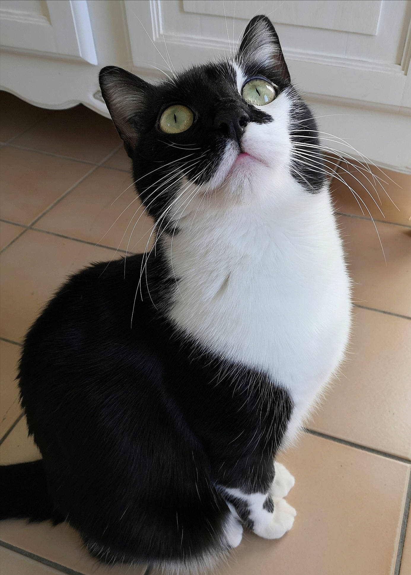 Mitsouko participe au concours pour gagner de l'argent avec cette photo : carnivore, cat, claw, comfort, domestic_short_haired_cat, felidae, flooring, foot, fur, human_leg, monochrome_photography, paw, sitting, small_to_medium_sized_cats, snout, tail, terrestrial_animal, whiskers