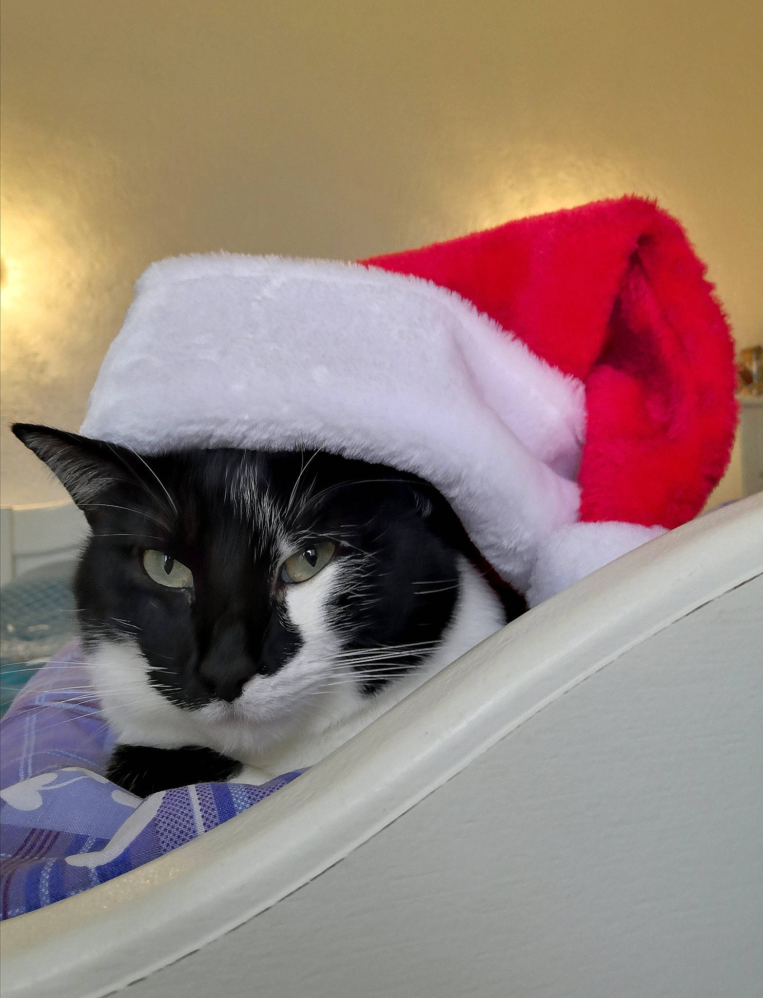 Mitsouko participe au concours pour gagner de l'argent avec cette photo : box, carmine, carnivore, cat, cat_supply, comfort, domestic_short_haired_cat, felidae, fur, linens, nap, small_to_medium_sized_cats, snout, tail, whiskers, window