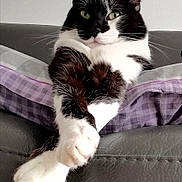 Mitsouko a rejoint le concours — aidez-le/la à gagner de superbes lots ! animal, black_and_white, cat, close_up, couch, extended_paw, funny, green_eyes, indoors, lounging, paws, pet, pillow, plaid, portrait, purple, relaxed, sitting, tuxedo_cat, whiskers
