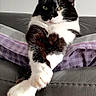 animal, black_and_white, cat, close_up, couch, extended_paw, funny, green_eyes, indoors, lounging, paws, pet, pillow, plaid, portrait, purple, relaxed, sitting, tuxedo_cat, whiskers