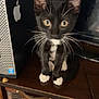 black_and_white, cat, close_up, computer, curious, desktop_pc, domestic, feline, furniture, household, indoor, kitten, pet, sitting, small_animal, technology, whiskers, wooden_cabinet, yellow_eyes, young_animal