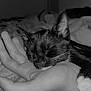 Angel participe au concours pour gagner de l'argent avec cette photo : bed, black_and_white, blanket, cat, closeup, cozy, cute, feline, fur, hand, human_hand, indoor, kitten, paw, pet, relaxation, resting, sleeping, soft, whiskers