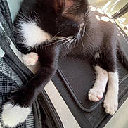 Angel participe au concours pour gagner de l'argent avec cette photo : animal, black_and_white, carrier, cat, cute, domestic, fabric, fur, indoor, kitten, mesh, paw, pet, relaxed, resting, small, stretching, sunlight, whiskers, young