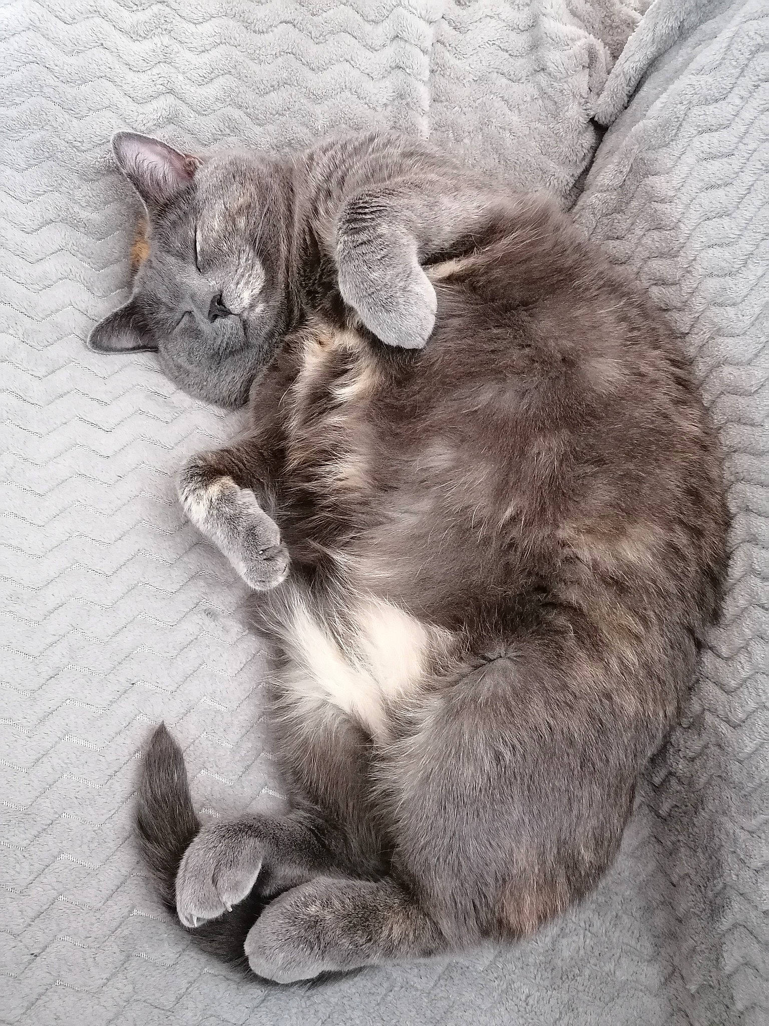 Nila participe au concours pour gagner de l'argent avec cette photo : art, black_cat, carnivore, cat, cat_toy, claw, domestic_short_haired_cat, ear, felidae, foot, fur, grey, human_leg, monochrome, monochrome_photography, paw, small_to_medium_sized_cats, tail, terrestrial_animal, whiskers