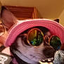 accessory, animal, black_and_white, blurred_background, canine, closeup, collar, companion, cute, dog, face, fashion, headgear, indoor, pet, pink_visor, portrait, reflection, sunglasses, wearing