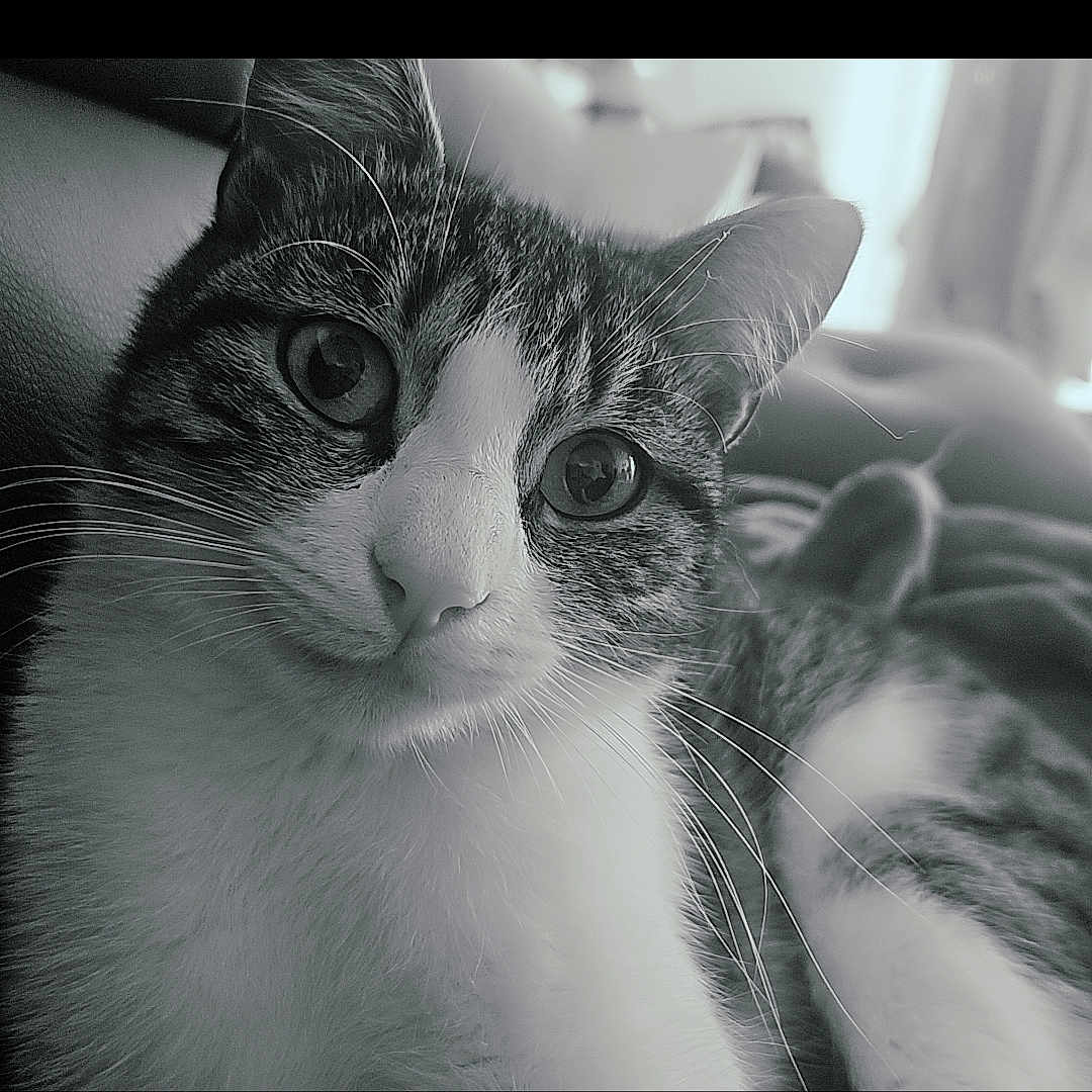 Iriss