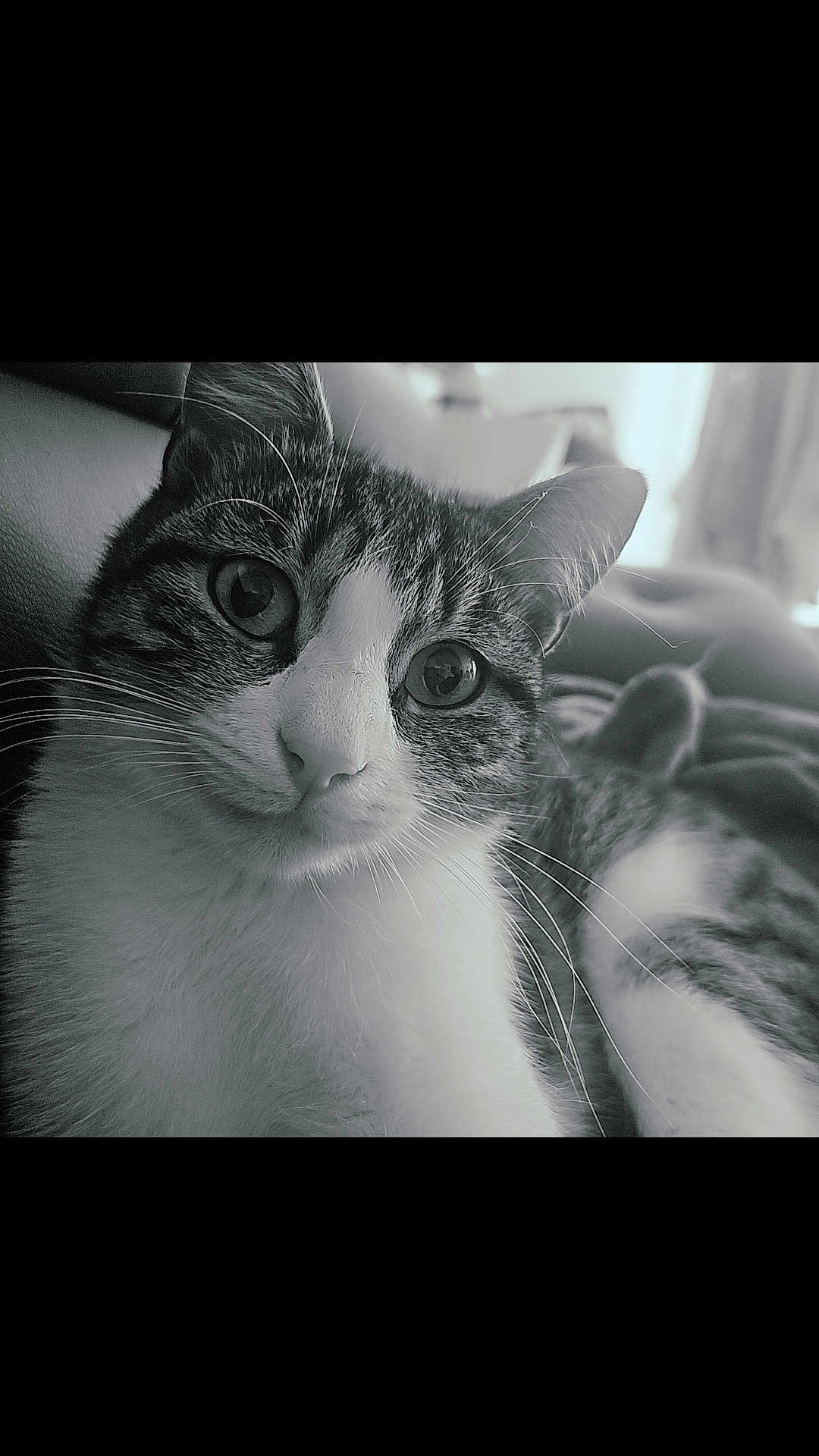 Iriss