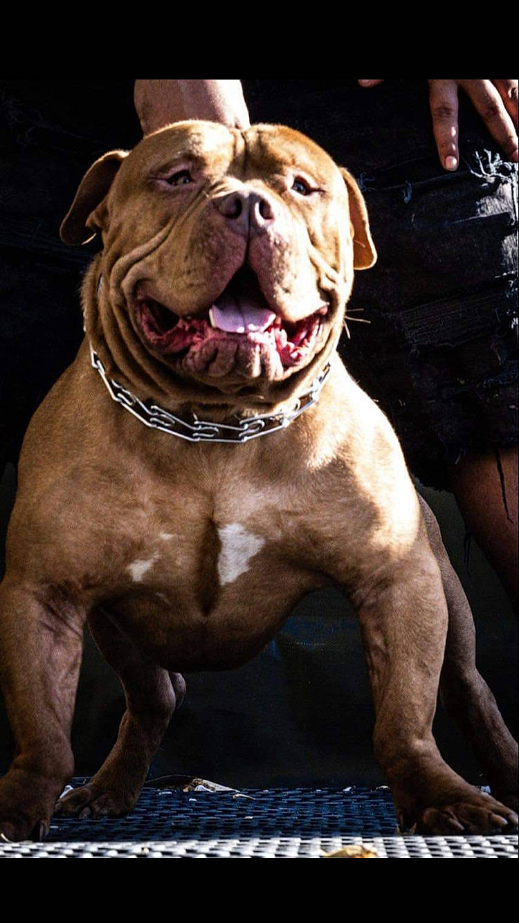 Aries is registered to the contest to win money with this photo: ancient_dog_breeds, bag, bulldog, canidae, carnivore, collar, companion_dog, dog, dog_breed, dog_collar, fawn, liver, luggage_and_bags, molosser, non_sporting_group, sporting_group, terrestrial_animal, working_animal, working_dog, wrinkle