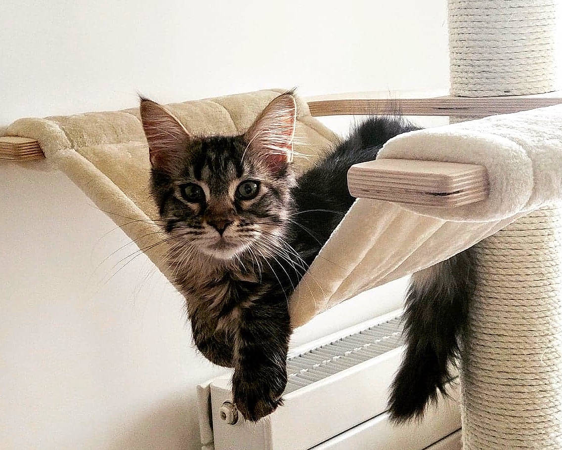 Mooncake participe au concours pour gagner de l'argent avec cette photo : american_shorthair, asian, carnivore, cat, domestic_short_haired_cat, dragon_li, european_shorthair, felidae, fur, interior_design, kitten, maine_coon, norwegian_forest_cat, small_to_medium_sized_cats, tabby_cat, whiskers, window