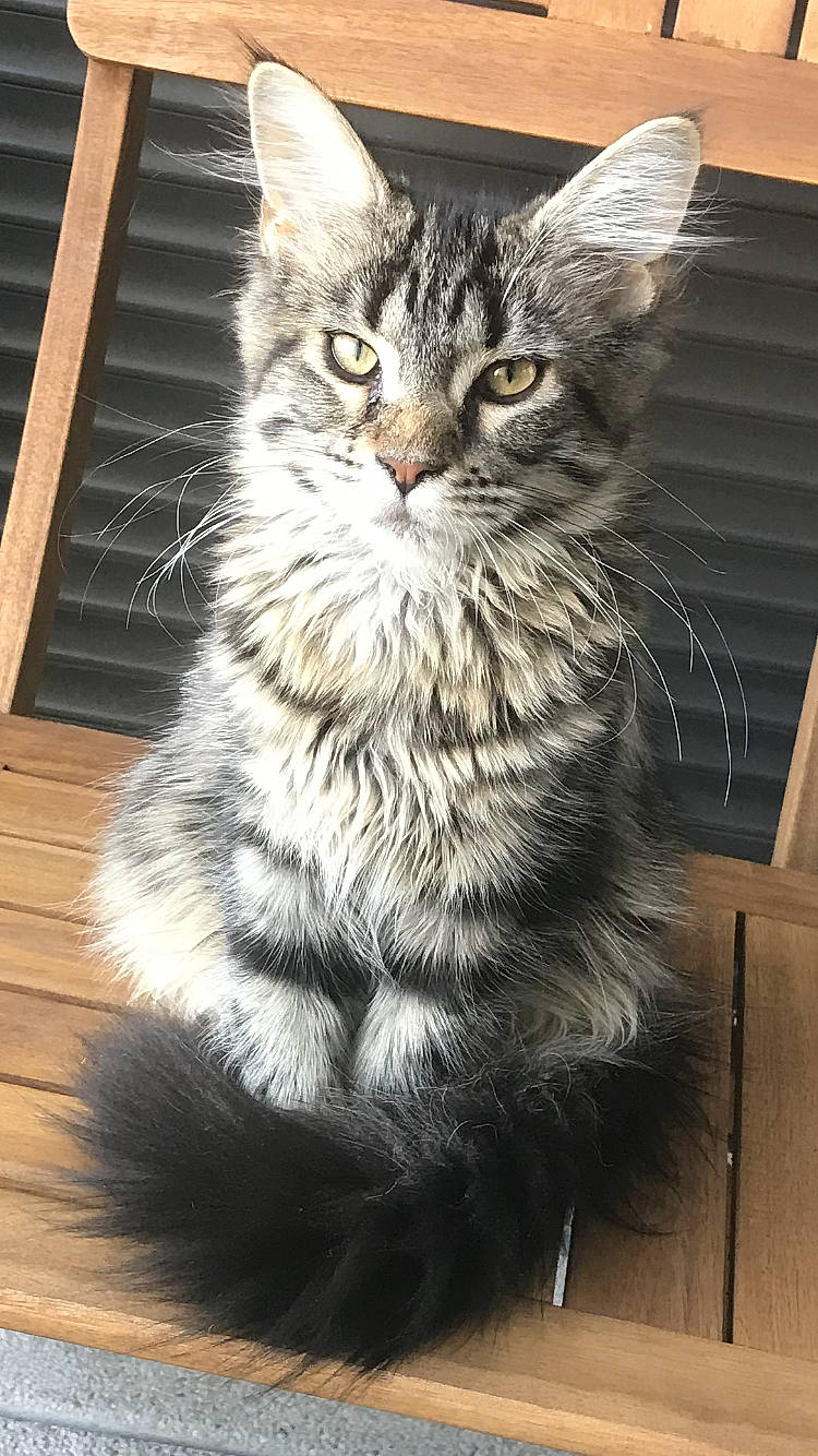 Mooncake participe au concours pour gagner de l'argent avec cette photo : asian, asian_semi_longhair, british_semi_longhair, carnivore, cat, cymric, domestic_long_haired_cat, domestic_short_haired_cat, dragon_li, european_shorthair, felidae, kitten, maine_coon, mammal, norwegian_forest_cat, siberian, small_to_medium_sized_cats, tabby_cat, vertebrate, whiskers