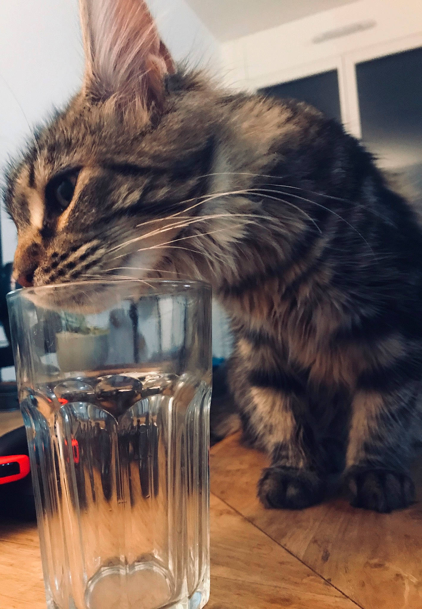 Mooncake participe au concours pour gagner de l'argent avec cette photo : carnivore, cat, domestic_long_haired_cat, domestic_short_haired_cat, european_shorthair, felidae, fur, glass, kitten, maine_coon, norwegian_forest_cat, small_to_medium_sized_cats, tabby_cat, whiskers