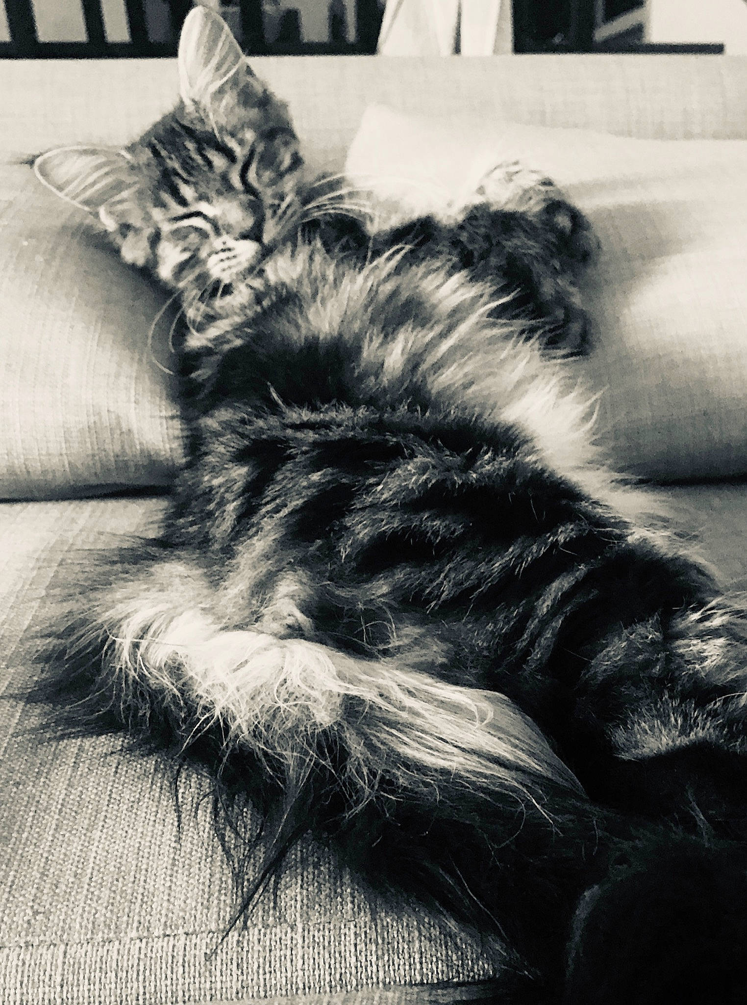 Mooncake participe au concours pour gagner de l'argent avec cette photo : black, black_and_white, carnivore, cat, ear, felidae, fur, kitten, maine_coon, monochrome, monochrome_photography, nap, norwegian_forest_cat, photography, sleep, small_to_medium_sized_cats, snapshot, tabby_cat, whiskers, white