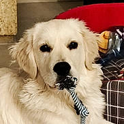 Athys a rejoint le concours — aidez-le/la à gagner de superbes lots ! dog, golden_retriever, puppy, indoor, toy, rope_toy, pet_bed, floor, stone_bench, furniture, relaxed, lying_down, animal, canine, domestic, cute, fluffy, white, playful, pet
