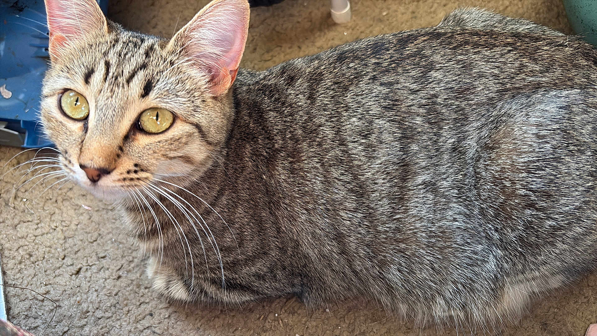 Kiki joined the competition — help win amazing prizes! cat, tabby, animal, pet, fur, whiskers, close_up, yellow_eyes, carpet, indoor, feline, domestic_cat, sitting, curious, ears, face, mammal, portrait, young_cat, side_view