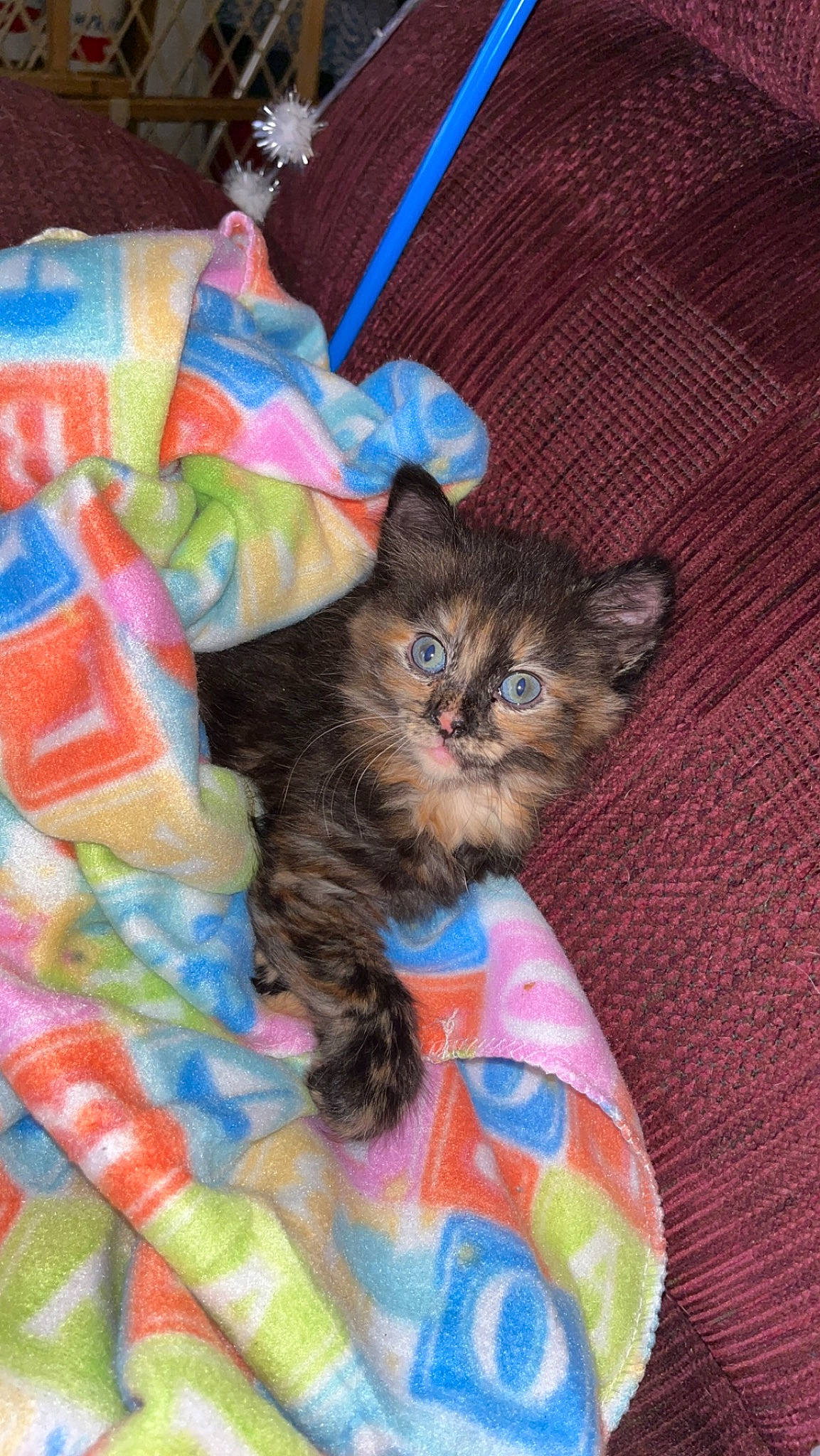 Chloe joined the competition — help win amazing prizes! bag, carnivore, cat, cat_supply, comfort, domestic_short_haired_cat, fawn, felidae, fur, hardwood, linens, pattern, small_to_medium_sized_cats, tail, textile, whiskers, wood