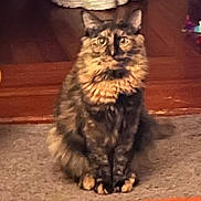 Chloe is registered to the contest to win money with this photo: cat, tortoiseshell_cat, indoor, carpet, wooden_floor, pet, feline, fur, animal, sitting, looking, eyes, ears, whiskers, domestic, cozy, household, brown, black, orange