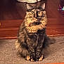 cat, tortoiseshell_cat, indoor, carpet, wooden_floor, pet, feline, fur, animal, sitting, looking, eyes, ears, whiskers, domestic, cozy, household, brown, black, orange