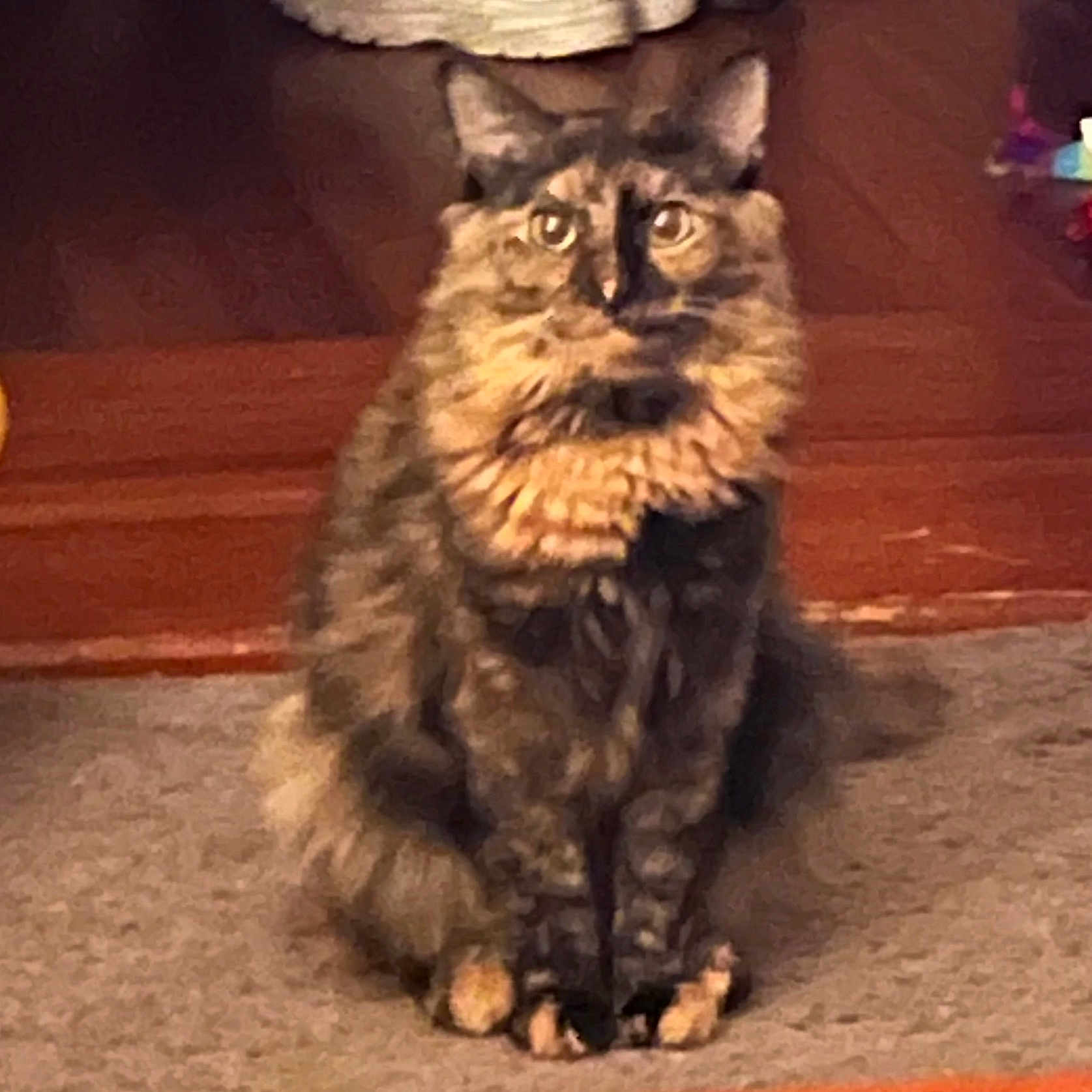 Chloe is registered to the contest to win money with this photo: animal, black, brown, carpet, cat, cozy, domestic, ears, eyes, feline, fur, household, indoor, looking, orange, pet, sitting, tortoiseshell_cat, whiskers, wooden_floor