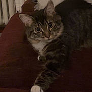 Bella joined the competition — help win amazing prizes! cat, tabby, pet, indoor, feline, whiskers, paw, fur, curious, relaxed, couch, cozy, striped, mammal, animal, domestic, soft, resting, home, cute