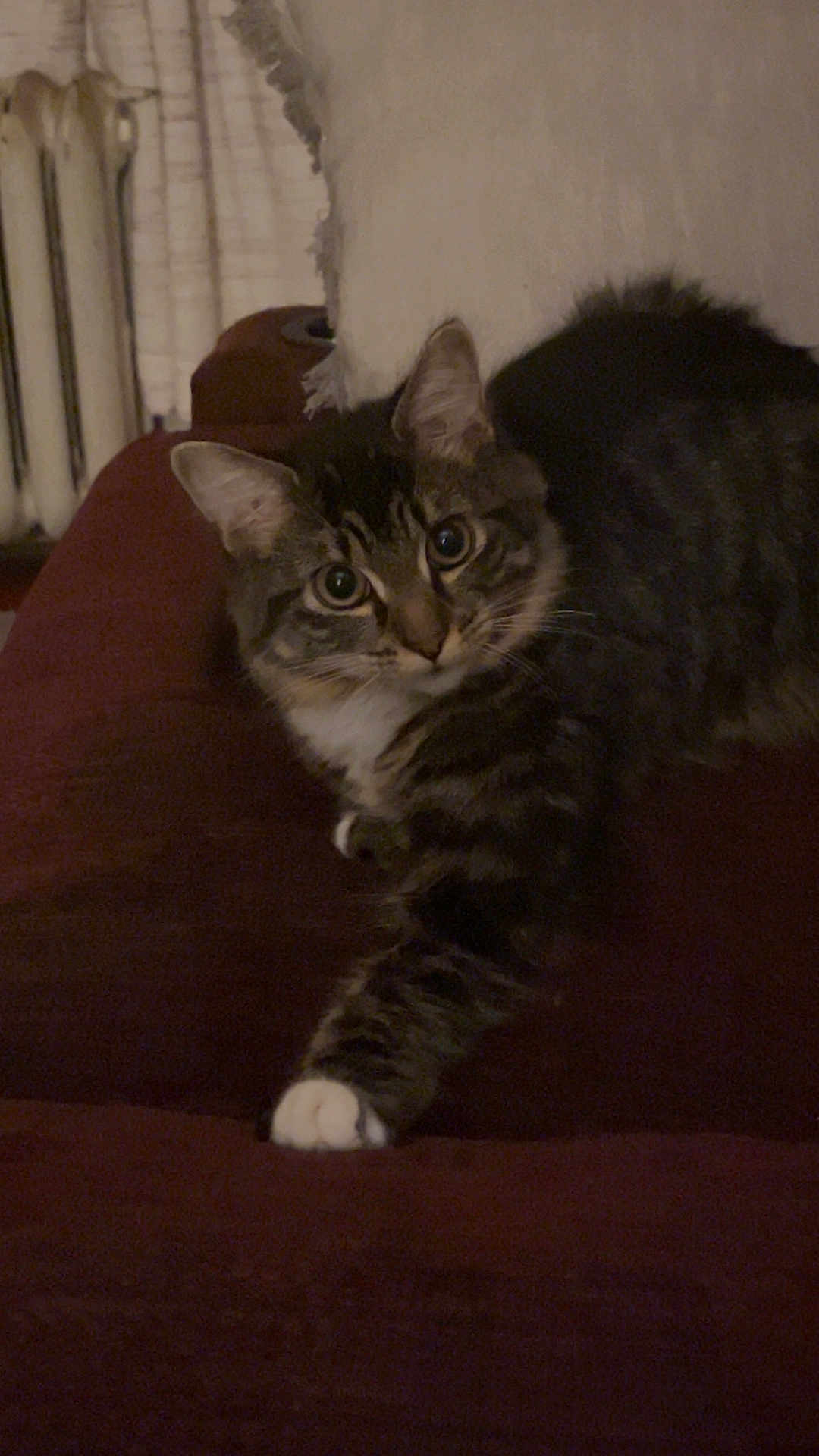 Bella joined the competition — help win amazing prizes! cat, tabby, pet, indoor, feline, whiskers, paw, fur, curious, relaxed, couch, cozy, striped, mammal, animal, domestic, soft, resting, home, cute