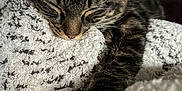 Bella joined the competition — help win amazing prizes! animal, blanket, cat, closeup, comfort, cozy, cute, feline, fur, home, indoor, nap, paw, pet, relaxed, resting, sleeping, soft, tabby, whiskers