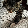 animal, blanket, cat, closeup, comfort, cozy, cute, feline, fur, home, indoor, nap, paw, pet, relaxed, resting, sleeping, soft, tabby, whiskers