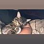 animal, arm, blanket, cat, comfort, cozy, cute, domestic_animal, fur, human, indoor, nap, paw, pet, relaxing, resting, sleeping, soft, tabby, whiskers