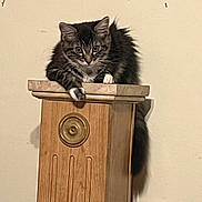 Bella joined the competition — help win amazing prizes! animal, beige, brown, cat, closeup, curious, cute, ears, feline, fur, furniture, house, indoor, paws, pet, portrait, relaxed, tabby, whiskers, wooden_post