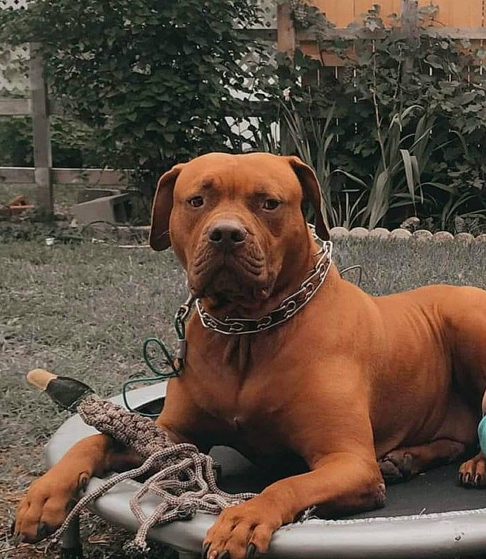 Kenai joined the competition — help win amazing prizes! carnivore, collar, companion_dog, dog, dog_breed, dog_collar, dog_supply, fawn, grass, guard_dog, landscape, liver, pet_supply, plant, snout, sporting_group, tree, working_animal, working_dog, wrinkle